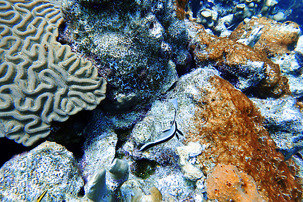 포토 JPG 해외이미지 동물 바다 여행 자연 멕시코 어류 사람없음 컬러풀 갈색 여행객 검은색 바닷속 수중 어둠 줄무늬 만 스노클링 산호 작음 호기심 다이빙 암초 수족관 리빙 대서양 바하마 아열대 이국적 플로리다 해외포토 감정 컬러 컨셉 북아메리카 무늬 사람 수영 미국 수중동물 수상스포츠 자포동물 크기 생태계 수중스포츠 파일형식 이미지허브