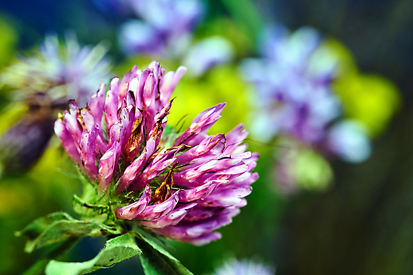 포토 JPG 해외이미지 식물 계절 꽃잎 꽃 유럽 줄기 자연 사람없음 장식 가을 개화 허브 묘사 폴란드 해외포토 나라 생태계 파일형식 이미지허브