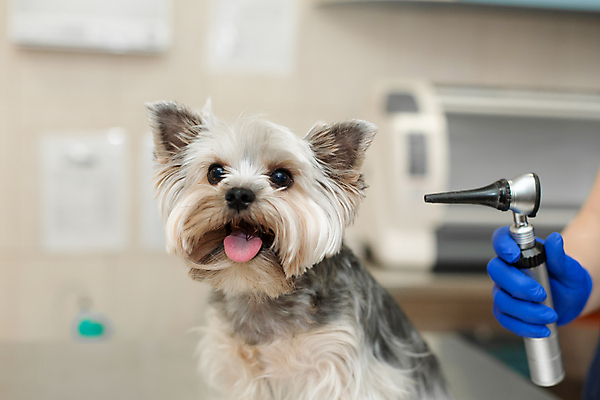 포토 JPG 해외이미지 한마리 손 의료기기 실내 들기 아웃포커스 신체부위 진료 강아지 요크셔테리어 동물병원 해외포토 1 의학 모션 촬영기법 병원 사람 내부 반려동물 개 테리어 파일형식 이미지허브