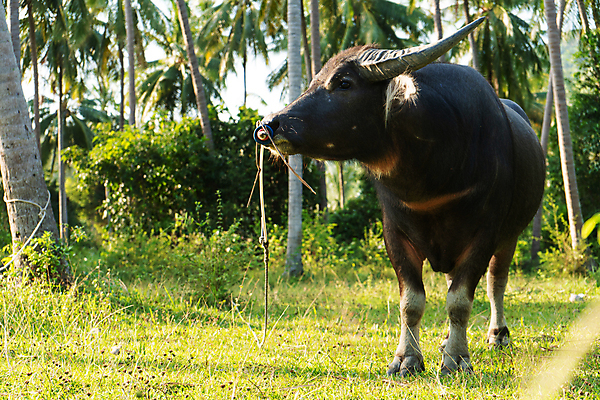 포토 JPG 해외이미지 동물 공원 아시아 얼굴 야생동물 분홍색 여행 백그라운드 밭 농업 포유류 태국 자연 초식동물 뿔 손바닥 동양인 사람없음 야외 초록색 반려동물 농장 갈색 머리 환경 검은색 시골 소 위험 큼 황소 무거움 송아지 밭일 해외포토 손 공공시설 나라 산업 새끼 컬러 컨셉 인종 신체부위 무게 크기 생태계 파일형식 이미지허브