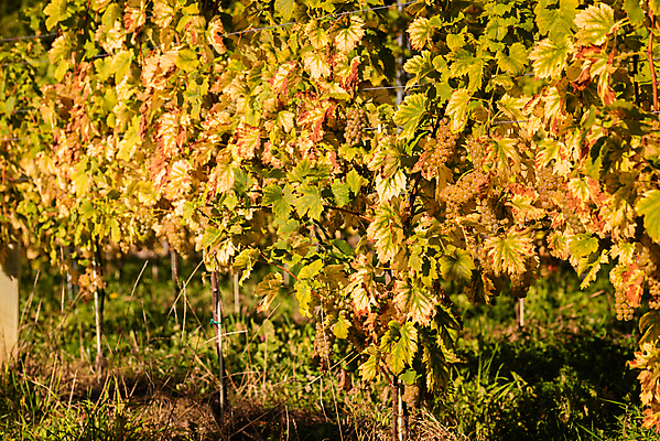 포토 JPG 해외이미지 나무 식물 계절 산업 음식 백그라운드 잎 밭 농업 과일 자연 포도 추상 건강 풍경 사람없음 야외 초록색 여름 햇빛 태양 농장 와인 정원 맑음 수확 성장 가을 나뭇가지 시골 신선 원형 오스트리아 달콤 다발 포도밭 포도나무 내추럴 숙성 슬로베니아 양조장 해외포토 자연요소 도형 유럽 컬러 무늬 날씨 주류 맛 과일나무 생태계 파일형식 이미지허브