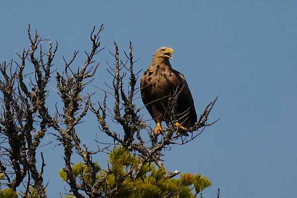 포토 JPG 해외이미지 나무 식물 야생동물 날개 자연 갈매기 조류 하늘 건조 앉기 풍경 사람없음 야외 빨간색 세로 갈색 노란색 정원 검은색 펼침 자유 나뭇가지 황무지 정상 숲 큼 먹이 깃털 부리 러시아 독수리 육식동물 내추럴 동물상 전국 해외포토 동물 유럽 컬러 컨셉 모션 조형물 크기 생태계 파일형식 이미지허브