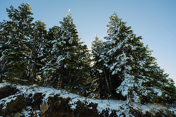 포토 JPG 해외이미지 나무 식물 계절 크리스마스 겨울 자연 날씨 휴가 산 풍경 사람없음 야외 장식 가로 파란색 환경 냉동 고요 나뭇가지 눈송이 떨어짐 숲 서리 전나무 칠면조 눈보라 폭설 가문비나무 해외포토 기념일 컬러 컨셉 조류 눈_날씨 자연재해 생태계 파일형식 이미지허브