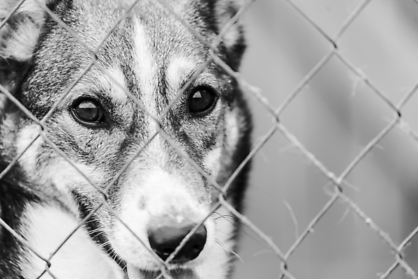 포토 JPG 해외이미지 동물 1 응시 얼굴 새끼 포유류 주택 털 자물쇠 사람없음 울타리 반려동물 머리 슬픔 기다림 구출 닫기 개 강아지 고독 가난 버리기 새장 망사 송곳니 노숙자 기르기 우울증 입양 혼자 해외포토 시선 감정 컨셉 모션 건물 신체부위 담장 직물 도움 치아 질병 돌봄 케이지 파일형식 이미지허브