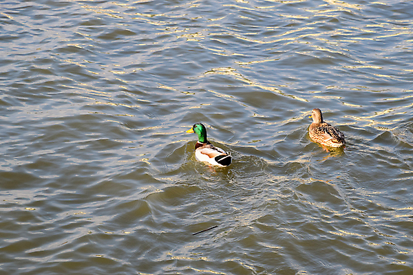 포토 JPG 해외이미지 동물 1 공원 여자 남자 호수 야생동물 날개 오렌지 자연 조류 오리 사람없음 야외 초록색 물 강 컬러풀 반사 갈색 머리 평화 검은색 수영 산책 회색 연못 그룹 시원함 깃털 그림 부리 대야 물새 청둥오리 해외포토 자연요소 공공시설 컬러 컨셉 과일 휴식 사람 신체부위 수상스포츠 생태계 파일형식 이미지허브