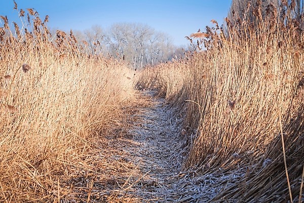 포토 JPG 해외이미지 나무 계절 호수 백그라운드 겨울 자연 지팡이 하늘 날씨 갈대 풍경 사람없음 야외 파란색 뷰티 냉동 추위 흰색 12월 즐거움 서리 1월 내추럴 해외포토 식물 감정 컬러 날짜 생태계 파일형식 이미지허브