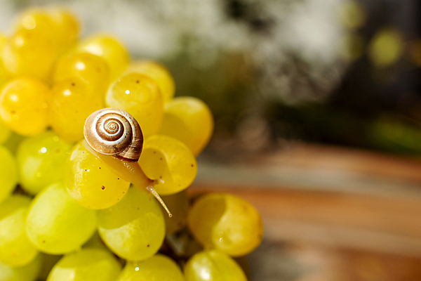 포토 JPG 해외이미지 한마리 실내 근접촬영 사람없음 아웃포커스 작음 청포도 해외포토 1 뷰포인트 포도 촬영기법 내부 크기 파일형식 이미지허브