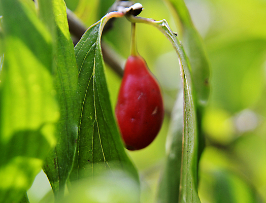 포토 JPG 해외이미지 나무 식물 열매 음식 잎 농업 과일 자연 디저트 건강 사탕 사람없음 야외 목재 빨간색 초록색 농작물 농장 농경지 식사 주스 수확 신선 체리 개 달콤 맛 상품 과수원 잼 다발 날것 내추럴 고립 밭일 숙성 식용 해외포토 산업 음료 컬러 컨셉 재료 포유류 소스_음식 생태계 파일형식 이미지허브