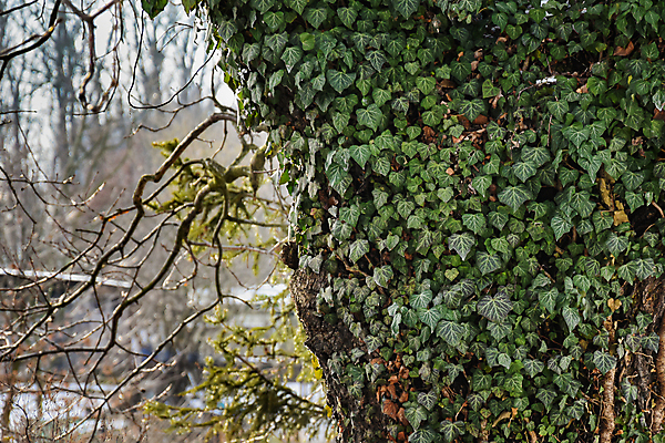 포토 JPG 해외이미지 나무 식물 공원 꽃 잎 꽃무늬 패턴 자연 사람없음 야외 성장 나뭇가지 포도나무 아이비 해외포토 공공시설 무늬 과일나무 생태계 파일형식 이미지허브