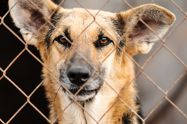 포토 JPG 해외이미지 동물 1 응시 얼굴 새끼 포유류 주택 털 자물쇠 사람없음 울타리 반려동물 머리 슬픔 기다림 구출 닫기 개 강아지 고독 보호 가난 버리기 새장 망사 송곳니 노숙자 기르기 우울증 입양 혼자 해외포토 시선 감정 컨셉 모션 건물 신체부위 담장 직물 도움 치아 질병 돌봄 케이지 파일형식 이미지허브