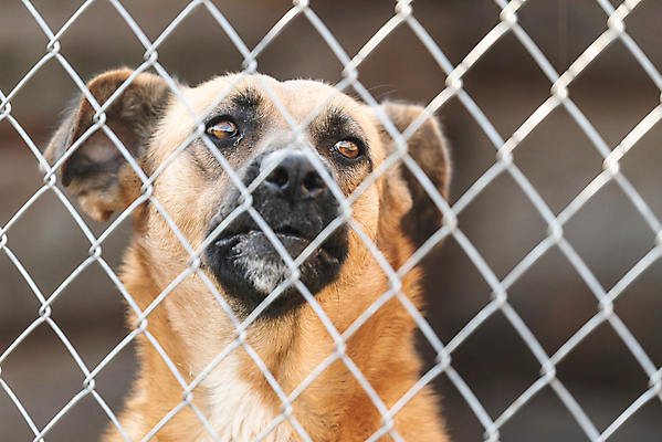 포토 JPG 해외이미지 동물 1 응시 얼굴 새끼 포유류 주택 털 자물쇠 사람없음 울타리 반려동물 머리 슬픔 기다림 구출 닫기 개 강아지 고독 보호 가난 버리기 새장 망사 송곳니 노숙자 기르기 우울증 입양 혼자 해외포토 시선 감정 컨셉 모션 건물 신체부위 담장 직물 도움 치아 질병 돌봄 케이지 파일형식 이미지허브