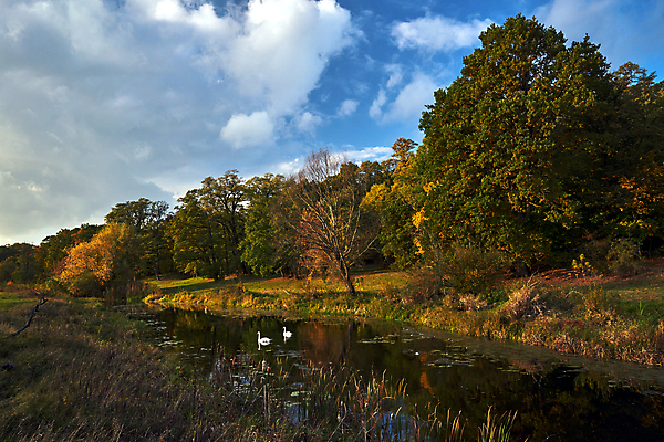 포토 JPG 해외이미지 나무 동물 유럽 낙엽 자연 조류 하늘 건조 풍경 사람없음 물 컬러풀 반사 수영 가을 나뭇가지 연못 숲 백조 폴란드 해외포토 자연요소 식물 계절 나라 컬러 잎 수상스포츠 생태계 파일형식 이미지허브