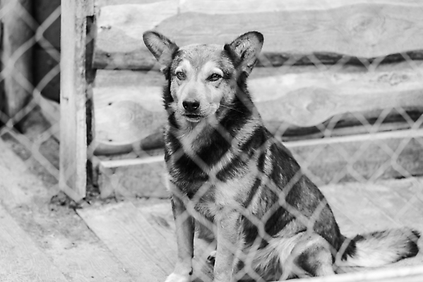 포토 JPG 해외이미지 동물 1 응시 얼굴 새끼 포유류 주택 털 자물쇠 사람없음 울타리 반려동물 머리 슬픔 기다림 구출 닫기 개 강아지 고독 가난 버리기 새장 망사 송곳니 노숙자 기르기 우울증 입양 혼자 해외포토 시선 감정 컨셉 모션 건물 신체부위 담장 직물 도움 치아 질병 돌봄 케이지 파일형식 이미지허브