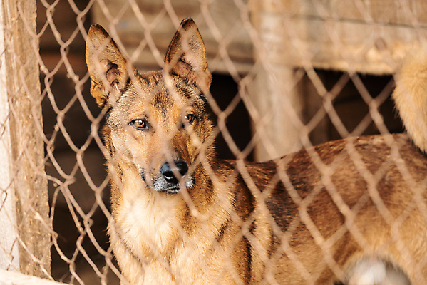 포토 JPG 해외이미지 동물 1 응시 얼굴 새끼 포유류 주택 털 자물쇠 사람없음 울타리 반려동물 머리 슬픔 기다림 구출 닫기 개 강아지 고독 보호 가난 버리기 새장 망사 송곳니 노숙자 기르기 우울증 입양 혼자 해외포토 시선 감정 컨셉 모션 건물 신체부위 담장 직물 도움 치아 질병 돌봄 케이지 파일형식 이미지허브