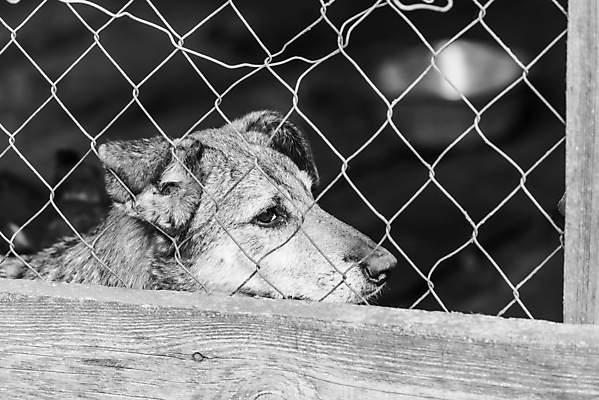 포토 JPG 해외이미지 동물 1 응시 얼굴 새끼 포유류 주택 털 자물쇠 사람없음 울타리 반려동물 머리 슬픔 기다림 구출 닫기 개 강아지 고독 가난 버리기 새장 망사 송곳니 노숙자 기르기 우울증 입양 혼자 해외포토 시선 감정 컨셉 모션 건물 신체부위 담장 직물 도움 치아 질병 돌봄 케이지 파일형식 이미지허브