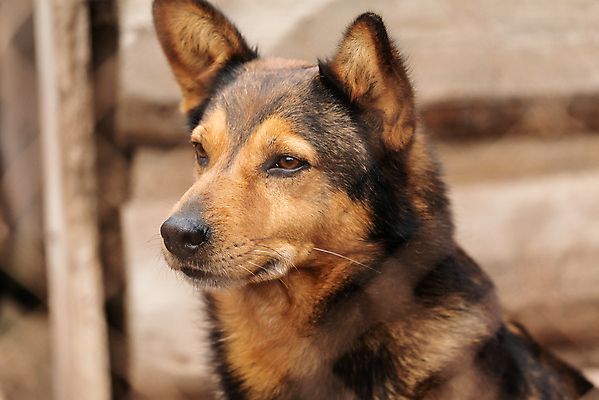 포토 JPG 해외이미지 동물 1 응시 얼굴 새끼 포유류 주택 털 자물쇠 사람없음 울타리 반려동물 머리 슬픔 기다림 구출 닫기 개 강아지 고독 보호 가난 버리기 새장 망사 송곳니 노숙자 기르기 우울증 입양 혼자 해외포토 시선 감정 컨셉 모션 건물 신체부위 담장 직물 도움 치아 질병 돌봄 케이지 파일형식 이미지허브