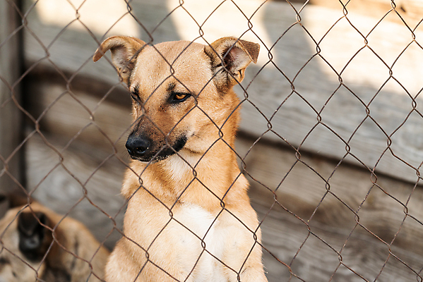 포토 JPG 해외이미지 동물 1 응시 얼굴 새끼 포유류 주택 털 자물쇠 사람없음 울타리 반려동물 머리 슬픔 기다림 구출 닫기 개 강아지 고독 보호 가난 버리기 새장 망사 송곳니 노숙자 기르기 우울증 입양 혼자 해외포토 시선 감정 컨셉 모션 건물 신체부위 담장 직물 도움 치아 질병 돌봄 케이지 파일형식 이미지허브