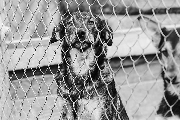 포토 JPG 해외이미지 동물 1 응시 얼굴 새끼 포유류 주택 털 자물쇠 사람없음 울타리 반려동물 머리 슬픔 기다림 구출 닫기 개 강아지 고독 가난 버리기 새장 망사 송곳니 노숙자 기르기 우울증 입양 혼자 해외포토 시선 감정 컨셉 모션 건물 신체부위 담장 직물 도움 치아 질병 돌봄 케이지 파일형식 이미지허브