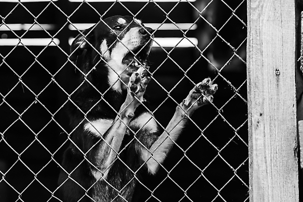 포토 JPG 해외이미지 동물 1 응시 얼굴 새끼 포유류 주택 털 자물쇠 사람없음 울타리 반려동물 머리 슬픔 기다림 구출 닫기 개 강아지 고독 가난 버리기 새장 망사 송곳니 노숙자 기르기 우울증 입양 혼자 해외포토 시선 감정 컨셉 모션 건물 신체부위 담장 직물 도움 치아 질병 돌봄 케이지 파일형식 이미지허브