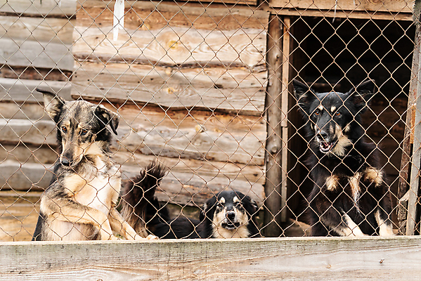 포토 JPG 해외이미지 동물 응시 얼굴 새끼 포유류 주택 털 자물쇠 사람없음 울타리 반려동물 머리 슬픔 기다림 구출 닫기 개 강아지 고독 보호 가난 버리기 새장 망사 송곳니 노숙자 기르기 우울증 입양 혼자 해외포토 시선 감정 컨셉 모션 건물 신체부위 담장 직물 도움 치아 질병 돌봄 케이지 파일형식 이미지허브