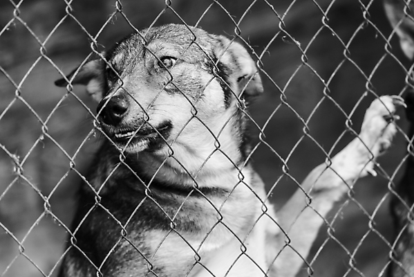 포토 JPG 해외이미지 동물 1 응시 얼굴 새끼 포유류 주택 털 자물쇠 사람없음 울타리 반려동물 머리 슬픔 기다림 구출 닫기 개 강아지 고독 가난 버리기 새장 망사 송곳니 노숙자 기르기 우울증 입양 혼자 해외포토 시선 감정 컨셉 모션 건물 신체부위 담장 직물 도움 치아 질병 돌봄 케이지 파일형식 이미지허브