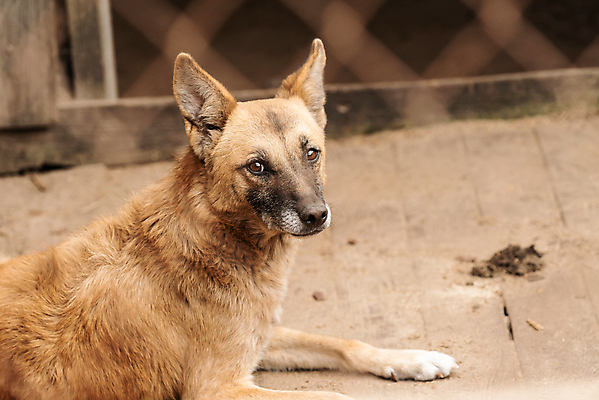 포토 JPG 해외이미지 동물 1 응시 얼굴 새끼 포유류 주택 털 자물쇠 사람없음 울타리 반려동물 머리 슬픔 기다림 구출 닫기 개 강아지 고독 보호 가난 버리기 새장 망사 송곳니 노숙자 기르기 우울증 입양 혼자 해외포토 시선 감정 컨셉 모션 건물 신체부위 담장 직물 도움 치아 질병 돌봄 케이지 파일형식 이미지허브