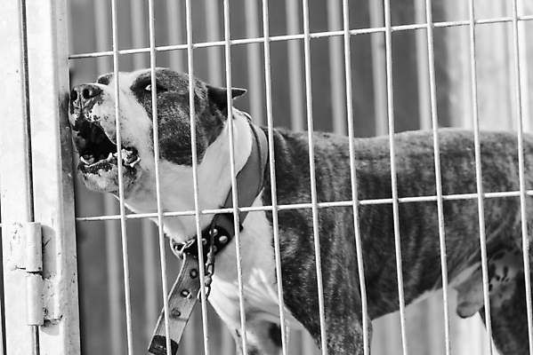 포토 JPG 해외이미지 동물 1 응시 얼굴 새끼 포유류 주택 털 자물쇠 사람없음 울타리 반려동물 머리 슬픔 기다림 구출 닫기 개 강아지 고독 가난 버리기 새장 망사 송곳니 노숙자 기르기 우울증 입양 혼자 해외포토 시선 감정 컨셉 모션 건물 신체부위 담장 직물 도움 치아 질병 돌봄 케이지 파일형식 이미지허브