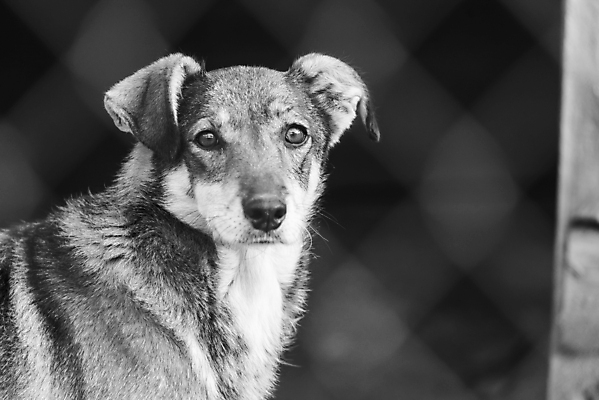 포토 JPG 해외이미지 동물 1 응시 얼굴 새끼 포유류 주택 털 자물쇠 사람없음 울타리 반려동물 머리 슬픔 기다림 구출 닫기 개 강아지 고독 가난 버리기 새장 망사 송곳니 노숙자 기르기 우울증 입양 혼자 해외포토 시선 감정 컨셉 모션 건물 신체부위 담장 직물 도움 치아 질병 돌봄 케이지 파일형식 이미지허브