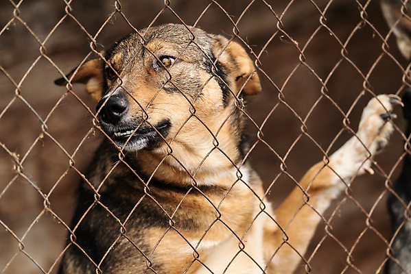 포토 JPG 해외이미지 동물 1 응시 얼굴 새끼 포유류 주택 털 자물쇠 사람없음 울타리 반려동물 머리 슬픔 기다림 구출 닫기 개 강아지 고독 보호 가난 버리기 새장 망사 송곳니 노숙자 기르기 우울증 입양 혼자 해외포토 시선 감정 컨셉 모션 건물 신체부위 담장 직물 도움 치아 질병 돌봄 케이지 파일형식 이미지허브