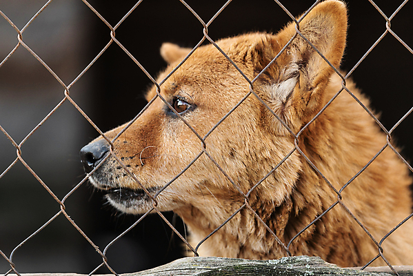 포토 JPG 해외이미지 동물 1 응시 얼굴 새끼 포유류 주택 털 자물쇠 사람없음 울타리 반려동물 머리 슬픔 기다림 구출 닫기 개 강아지 고독 보호 가난 버리기 새장 망사 송곳니 노숙자 기르기 우울증 입양 혼자 해외포토 시선 감정 컨셉 모션 건물 신체부위 담장 직물 도움 치아 질병 돌봄 케이지 파일형식 이미지허브
