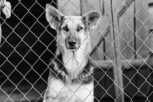 포토 JPG 해외이미지 동물 1 응시 얼굴 새끼 포유류 주택 털 자물쇠 사람없음 울타리 반려동물 머리 슬픔 기다림 구출 닫기 개 강아지 고독 가난 버리기 새장 망사 송곳니 노숙자 기르기 우울증 입양 혼자 해외포토 시선 감정 컨셉 모션 건물 신체부위 담장 직물 도움 치아 질병 돌봄 케이지 파일형식 이미지허브