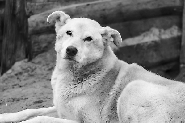 포토 JPG 해외이미지 동물 1 응시 얼굴 새끼 포유류 주택 털 자물쇠 사람없음 울타리 반려동물 머리 슬픔 기다림 구출 닫기 개 강아지 고독 가난 버리기 새장 망사 송곳니 노숙자 기르기 우울증 입양 혼자 해외포토 시선 감정 컨셉 모션 건물 신체부위 담장 직물 도움 치아 질병 돌봄 케이지 파일형식 이미지허브