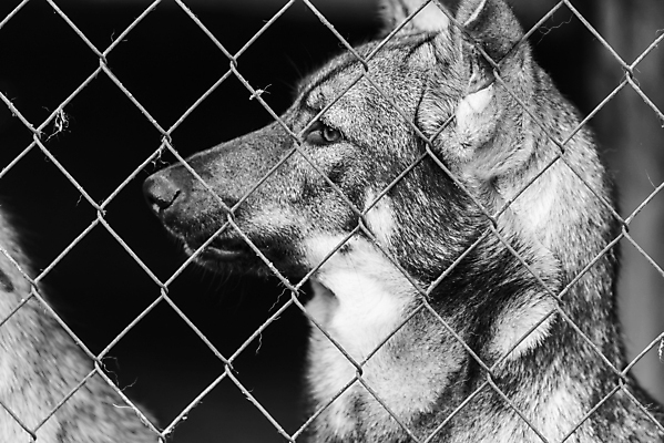 포토 JPG 해외이미지 동물 1 응시 얼굴 새끼 포유류 주택 털 자물쇠 사람없음 울타리 반려동물 머리 슬픔 기다림 구출 닫기 개 강아지 고독 가난 버리기 새장 망사 송곳니 노숙자 기르기 우울증 입양 혼자 해외포토 시선 감정 컨셉 모션 건물 신체부위 담장 직물 도움 치아 질병 돌봄 케이지 파일형식 이미지허브