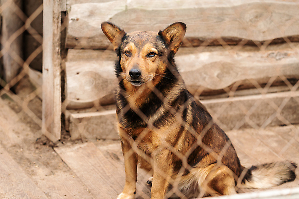 포토 JPG 해외이미지 동물 1 응시 얼굴 새끼 포유류 주택 털 자물쇠 사람없음 울타리 반려동물 머리 슬픔 기다림 구출 닫기 개 강아지 고독 보호 가난 버리기 새장 망사 송곳니 노숙자 기르기 우울증 입양 혼자 해외포토 시선 감정 컨셉 모션 건물 신체부위 담장 직물 도움 치아 질병 돌봄 케이지 파일형식 이미지허브
