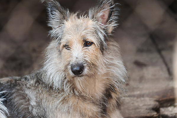 포토 JPG 해외이미지 동물 1 응시 얼굴 새끼 포유류 주택 털 자물쇠 사람없음 울타리 반려동물 머리 슬픔 기다림 구출 닫기 개 강아지 고독 보호 가난 버리기 새장 망사 송곳니 노숙자 기르기 우울증 입양 혼자 해외포토 시선 감정 컨셉 모션 건물 신체부위 담장 직물 도움 치아 질병 돌봄 케이지 파일형식 이미지허브