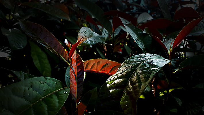 포토 JPG 해외이미지 나무 식물 디자인 잎 패턴 자연 벽지 추상 바나나 손바닥 그림자 미술 사람없음 장식 가로 빛 뷰티 환경 스파 어둠 화목 줄무늬 활발 젖음 수확 성장 떨어짐 숲 큼 신비 열대우림 묘사 복고 앵무새 얼룩말 깊이 숨기 엘리먼트 해외포토 손 컨셉 무늬 농업 과일 모션 조류 문화예술 말_동물 크기 생태계 파일형식 이미지허브