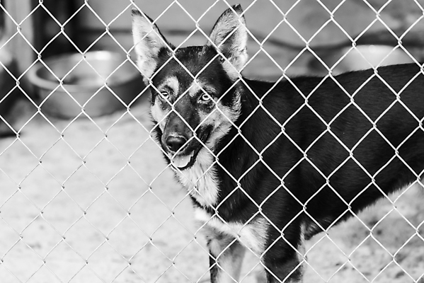 포토 JPG 해외이미지 동물 1 응시 얼굴 새끼 포유류 주택 털 자물쇠 사람없음 울타리 반려동물 머리 슬픔 기다림 구출 닫기 개 강아지 고독 가난 버리기 새장 망사 송곳니 노숙자 기르기 우울증 입양 혼자 해외포토 시선 감정 컨셉 모션 건물 신체부위 담장 직물 도움 치아 질병 돌봄 케이지 파일형식 이미지허브