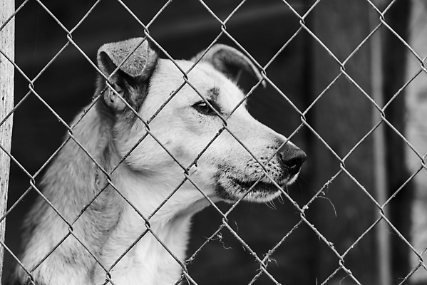 포토 JPG 해외이미지 동물 1 응시 얼굴 새끼 포유류 주택 털 자물쇠 사람없음 울타리 반려동물 머리 슬픔 기다림 구출 닫기 개 강아지 고독 가난 버리기 새장 망사 송곳니 노숙자 기르기 우울증 입양 혼자 해외포토 시선 감정 컨셉 모션 건물 신체부위 담장 직물 도움 치아 질병 돌봄 케이지 파일형식 이미지허브