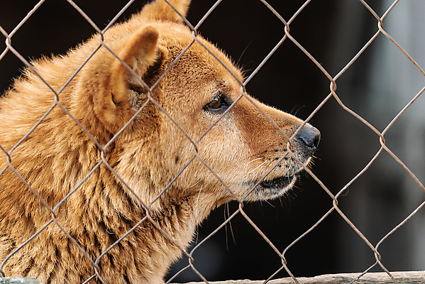 포토 JPG 해외이미지 동물 1 응시 얼굴 새끼 포유류 주택 털 자물쇠 사람없음 울타리 반려동물 머리 슬픔 기다림 구출 닫기 개 강아지 고독 보호 가난 버리기 새장 망사 송곳니 노숙자 기르기 우울증 입양 혼자 해외포토 시선 감정 컨셉 모션 건물 신체부위 담장 직물 도움 치아 질병 돌봄 케이지 파일형식 이미지허브