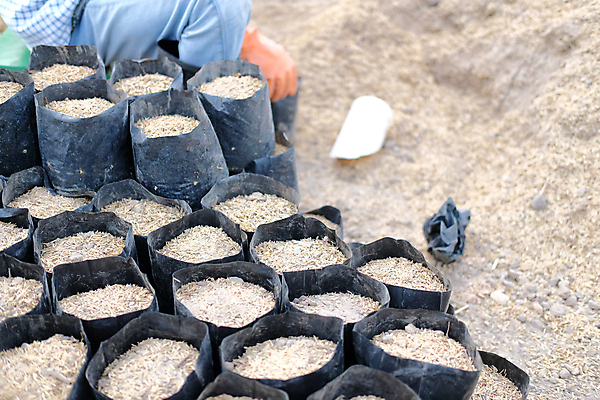 포토 JPG 해외이미지 식물 농업 가방 자연 밥 사람없음 야외 농작물 농장 정원 흙 성장 냄비 농부 유기농 원예 내추럴 거름 모종 밭일 심기 세련 해외포토 직업 웰빙 잡화 산업 음식 모션 취미 솥 생태계 파일형식 이미지허브