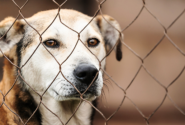 포토 JPG 해외이미지 동물 1 응시 얼굴 새끼 포유류 주택 털 자물쇠 사람없음 울타리 반려동물 머리 슬픔 기다림 구출 닫기 개 강아지 고독 보호 가난 버리기 새장 망사 송곳니 노숙자 기르기 우울증 입양 혼자 해외포토 시선 감정 컨셉 모션 건물 신체부위 담장 직물 도움 치아 질병 돌봄 케이지 파일형식 이미지허브