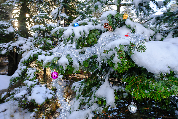 포토 JPG 해외이미지 나무 전통 라이프스타일 디자인 행복 리본 여행 크리스마스장식 크리스마스 겨울 공 가족 엄마 휴가 불꽃 조명 새로움 실내 선물 이벤트 사람없음 장식 가로 빛 상자 장난감 크리스마스트리 산타클로스 화환 놀람 흰색 축하 소나무 영혼 아빠 야간 심볼 전나무 빛망울 광 구성 여의주 폭설 가문비나무 해외포토 자연요소 식물 계절 기념일 꽃 감정 컬러 컨셉 관계 불 눈_날씨 표정 내부 생활 자연재해 파일형식 이미지허브