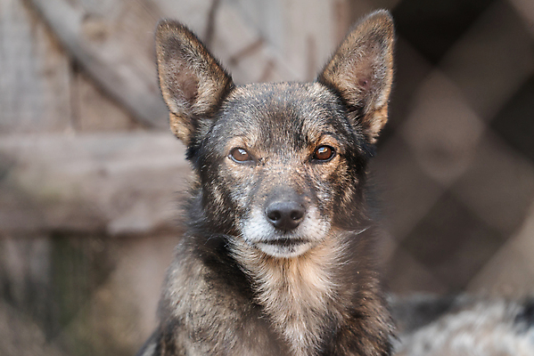 포토 JPG 해외이미지 동물 1 응시 얼굴 새끼 포유류 주택 털 자물쇠 사람없음 울타리 반려동물 머리 슬픔 기다림 구출 닫기 개 강아지 고독 보호 가난 버리기 새장 망사 송곳니 노숙자 기르기 우울증 입양 혼자 해외포토 시선 감정 컨셉 모션 건물 신체부위 담장 직물 도움 치아 질병 돌봄 케이지 파일형식 이미지허브