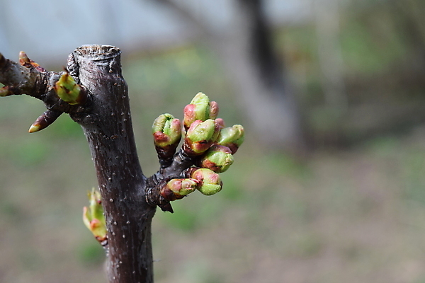 포토 JPG 해외이미지 나무 식물 계절 꽃잎 줄기 백그라운드 과일 자연 하늘 새로움 사람없음 야외 초록색 파란색 뷰티 갈색 봄 성장 벚꽃 나뭇가지 체리 달콤 작음 과수원 4월 5월 오브젝트 자두 내추럴 해외포토 꽃 컬러 컨셉 농업 날짜 맛 크기 생태계 파일형식 이미지허브