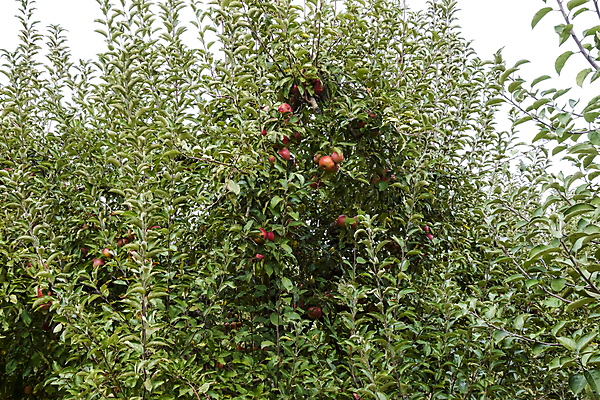 포토 JPG 해외이미지 나무 식물 계절 길 음식 백그라운드 잎 농업 과일 자연 건강 사람없음 빨간색 초록색 농작물 컬러풀 농장 환경 정원 맑음 성장 가을 나뭇가지 신선 그룹 사과 과수원 다발 유기농 조경 내추럴 땅바닥 바이오 밭일 숙성 줄서기 채식주의자 많음 비건 해외포토 웰빙 산업 컬러 컨셉 모션 날씨 바닥 생태계 채식 파일형식 이미지허브