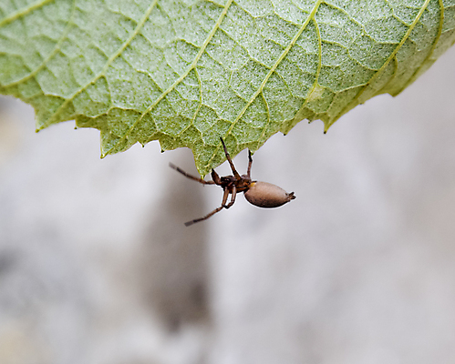 포토 JPG 해외이미지 동물 유럽 야생동물 백그라운드 밭 절지류 자연 사람없음 물 갈색 계란 검은색 회색 흰색 벌레 위험 무서움 먹기 묘사 육식동물 거미 자루 늑대 남쪽 수유 오싹 해외포토 자연요소 감정 나라 컬러 곤충 컨셉 농업 포유류 모션 알 방향 생태계 파일형식 이미지허브