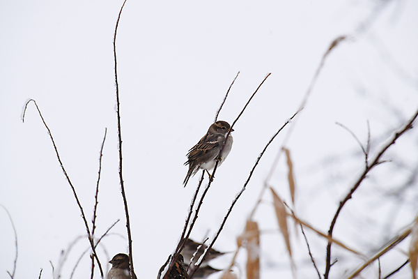 포토 JPG 해외이미지 나무 동물 계절 여자 남자 야생동물 백그라운드 겨울 날개 모션 자연 조류 사람 사람없음 야외 갈색 정원 얼음 추위 흰색 나뭇가지 소나무 작음 가득함 깃털 서리 정사각형 참새 동물상 해외포토 자연요소 도형 식물 컬러 조형물 크기 생태계 파일형식 이미지허브