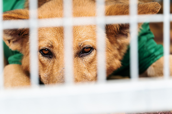 포토 JPG 해외이미지 동물 1 응시 얼굴 새끼 포유류 주택 털 자물쇠 사람없음 울타리 반려동물 머리 슬픔 기다림 구출 닫기 개 강아지 고독 보호 가난 버리기 새장 망사 송곳니 노숙자 기르기 우울증 입양 혼자 해외포토 시선 감정 컨셉 모션 건물 신체부위 담장 직물 도움 치아 질병 돌봄 케이지 파일형식 이미지허브
