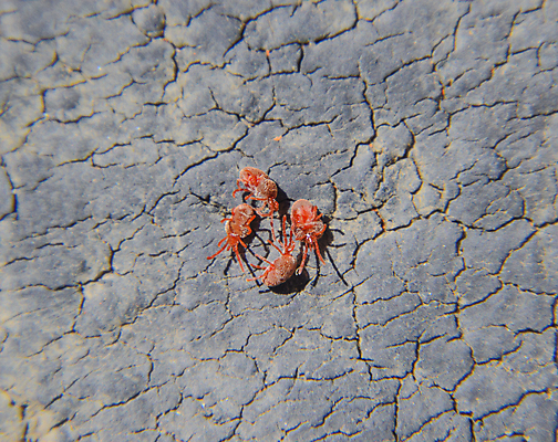 포토 JPG 해외이미지 동물 곤충 잎 절지류 자연 사람없음 빨간색 컬러풀 환경 정원 닫기 선택 확대 해충 벌레 위험 작음 딱정벌레 묘사 싱글 원예 육식동물 토막 기생충 동물상 벨벳 해외포토 식물 컬러 컨셉 모션 취미 조형물 바이러스 크기 실크 생태계 파일형식 이미지허브