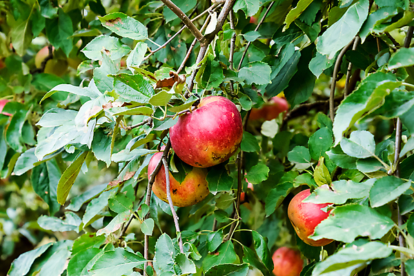 포토 JPG 해외이미지 나무 식물 계절 도로 길 음식 백그라운드 잎 농업 다이어트 과일 자연 매달리기 건강 풍경 사람없음 야외 빨간색 초록색 컬러풀 농장 환경 정원 가을 나뭇가지 시골 신선 사과 과수원 유기농 원예 조경 장면 바이오 밭일 숙성 줄서기 채식주의자 많음 세련 비건 해외포토 웰빙 산업 컬러 컨셉 교통시설 모션 취미 생태계 채식 파일형식 이미지허브